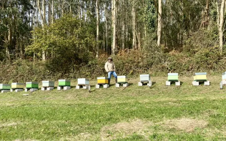 Apicultor tras colmenas colocadas en fila