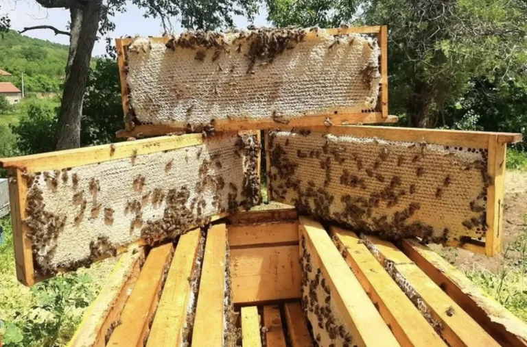 Panales de miel con abejas